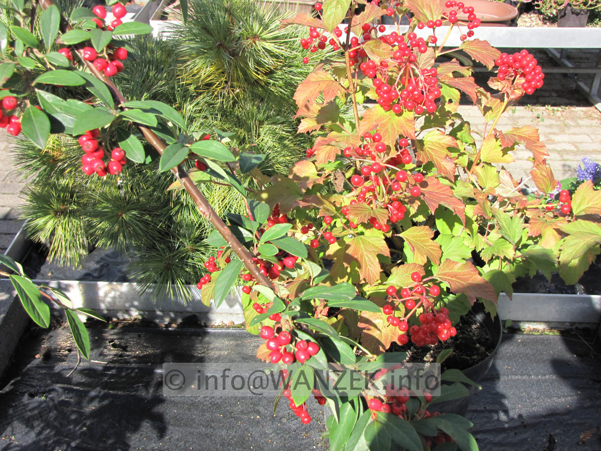 Viburnum opulus Nanum 02 mit Beeren.JPG